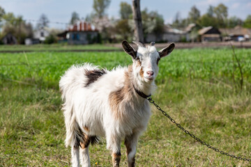 White shaggy goat on a chain leash in a village on a green field. Horizontal orientation.