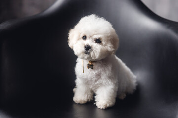 A little white Bichon Frize look in camera