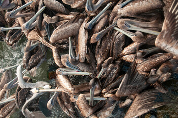 Pelican free wildlife 