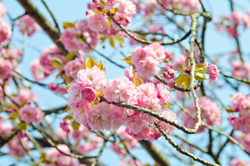 Fototapeta na wymiar Kanzan Sakura : Cherry blossom in Japan