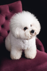 A fluffy white Bichon Frize stand and look in camera