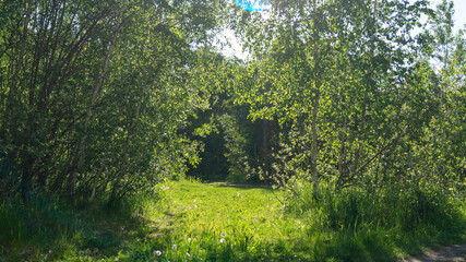 road in the forest on a sunny day