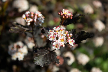 A decorative shrubbery blossoms called 