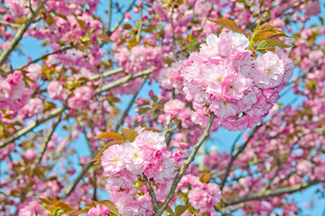 Kanzan Sakura : Cherry blossom in Japan