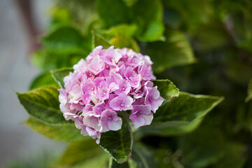 Pink hydrangea