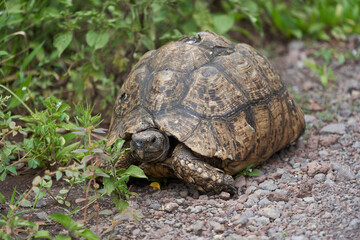 Leopard tortoise Stigmochelys pardalis Africa Kenya Tanzania large and attractively marked found in the savannas