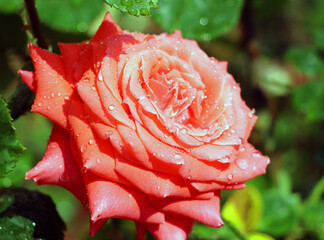 Fresh delicate fragrant rose close-up. Raindrops on rose petals and green leaves.