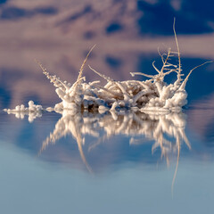 Square frame Salt crystals formed around twigs in saline water