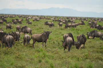 Great Migration Serengeti Gnu Wildebeest Zebra Connochaetes taurinus