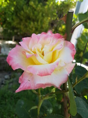 pink rose in the garden