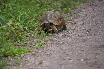 Leopard tortoise Stigmochelys pardalis Africa Kenya Tanzania large and attractively marked found in the savannas