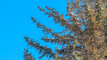 Panorama Evergreen tree with lush leaves against blue sky on a sunny day in Park City