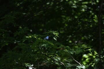 An indigo bunting in the woods