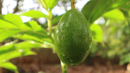 Avocado varieties Hass the meat is delicious.