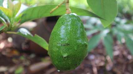 Avocado varieties Hass the meat is delicious.