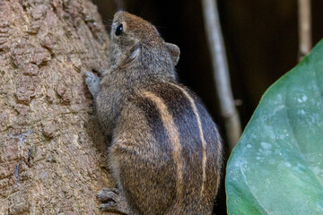 Layard's palm squirrel
