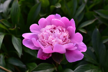 Obraz premium pink peony flower