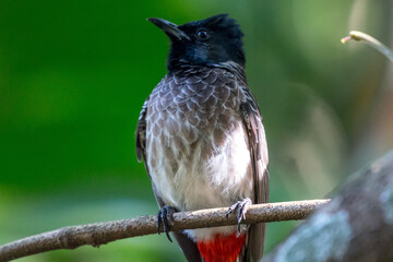 Red-vented bulbul