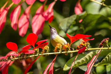Purple-rumped sunbird