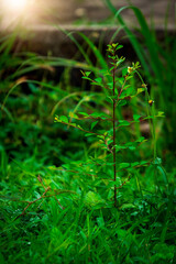 Small green trees in the natural forest