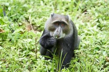 Blue monkey diademed monkey Cercopithecus mitis Portrait Species of Old World monke