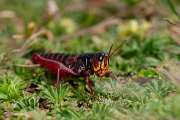 grasshopper red wildlife