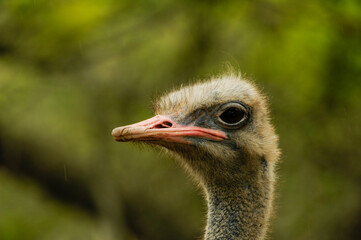 Ostrich bird head