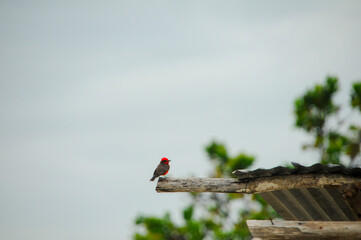 Small Birds wildlife 