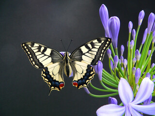 Schwalbenschwanz auf Blume