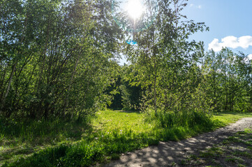 road in the forest on a sunny day