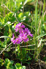 Obraz premium Flora of Kamchatka Peninsula: bright pink flowers of primula cuneifolia (wedgeleaf primrose, pixie-eye primrose). Pink primrose flowers, growing in the mountains
