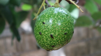Avocado varieties Hass the meat is delicious.