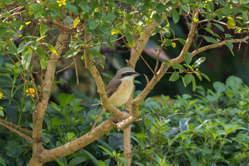Southern grey shrike