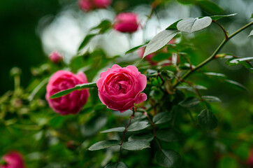 fresh raspberry rose close-up macro