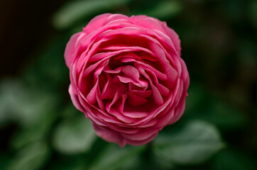 fresh raspberry rose close-up macro