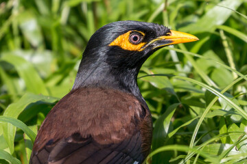 India Myna