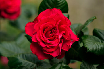 macro of a dark red rose