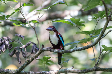 White-throated kingfisher