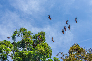 Indian Flying Fox (Giant Bat)