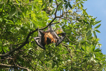 Indian Flying Fox (Giant Bat)