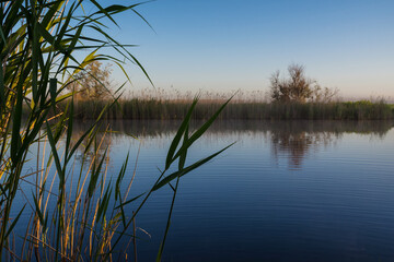 Photo of the far shore of the lake overgrown with thick reeds in the pre-dawn haze.