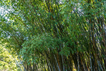 Naklejka na ściany i meble Giant Bamboo