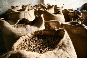 bags of coffee beans ready for roasting