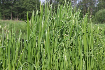 bog area with reeds and green spikes