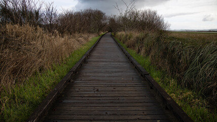 Fototapeta premium Wooden boardwalk trail through marsh and trees in winter