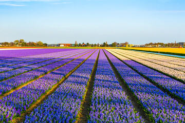 purple blue lavender flower field in the Netherlands landscape photo