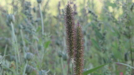 field of wheat