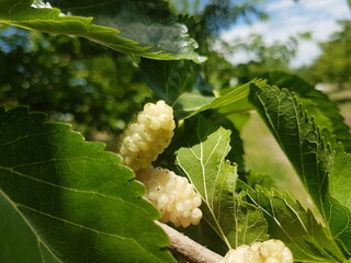 white berry