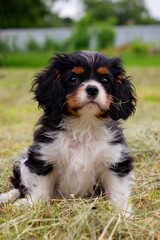 cavalier king charles spaniel