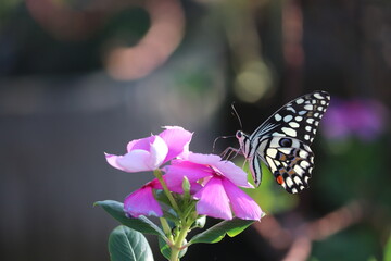 yellow and black butterfly on pink periwinkle 